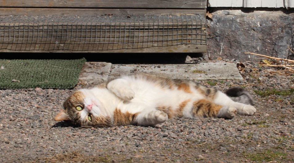Katt som ligger och solar på grus fram ett hus