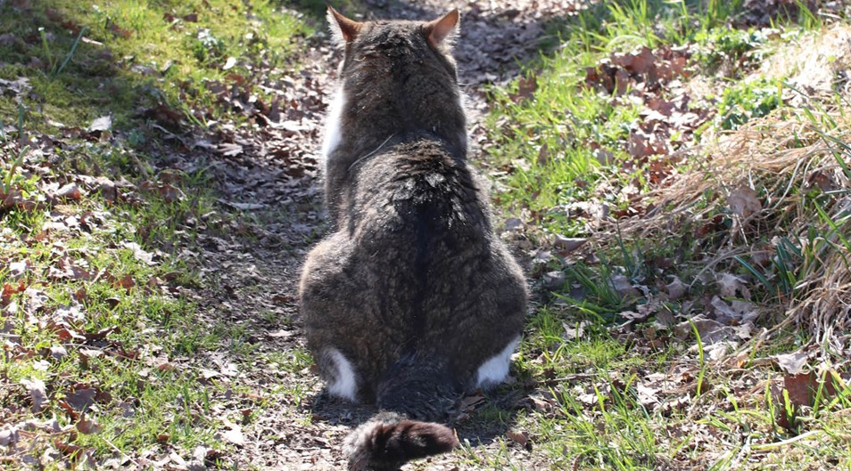 Katt som sitter och tittar på en stig och viftar på svansen