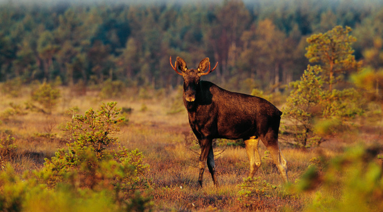 Skog i höstfärger