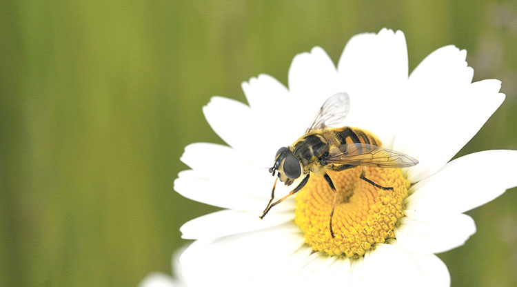 Blomfluga på prästkrage